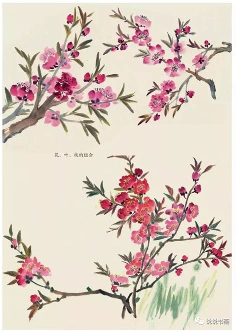 桃花画法|【国画教程】入门教程——桃花画法大全